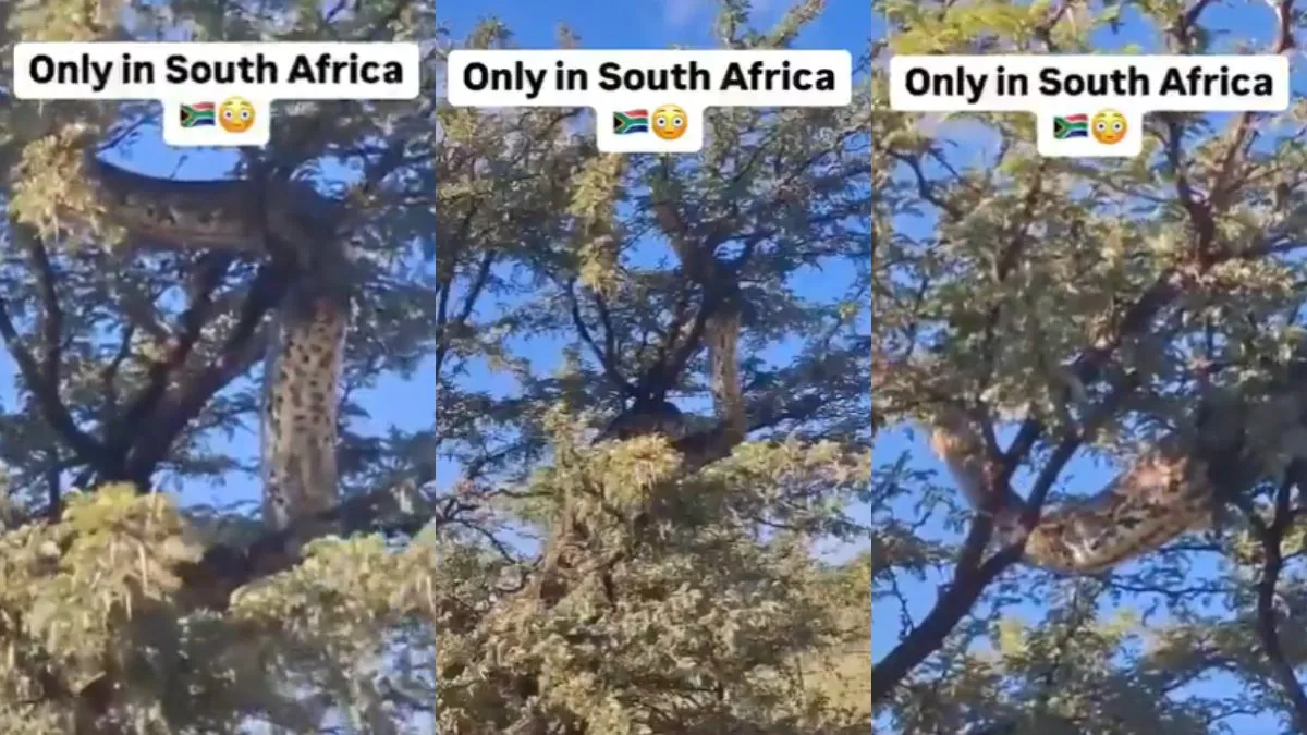 पेड़ पर चढ़ता सांप- India TV Hindi