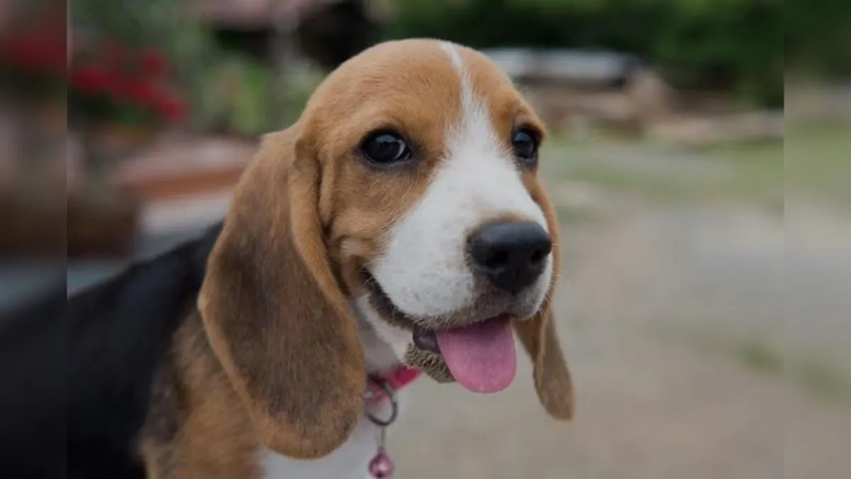 सांकेतिक तस्वीर- India TV Hindi