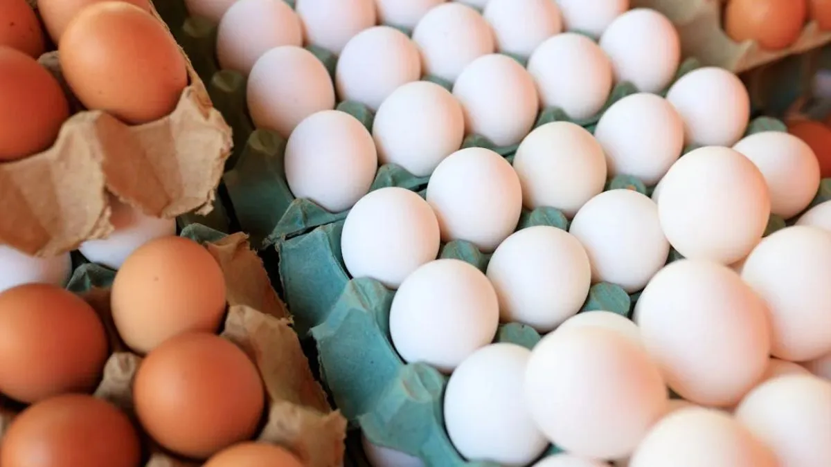 Jharkhand, egg production, subsidy, Shilpi Neha Tirkey- India TV Hindi