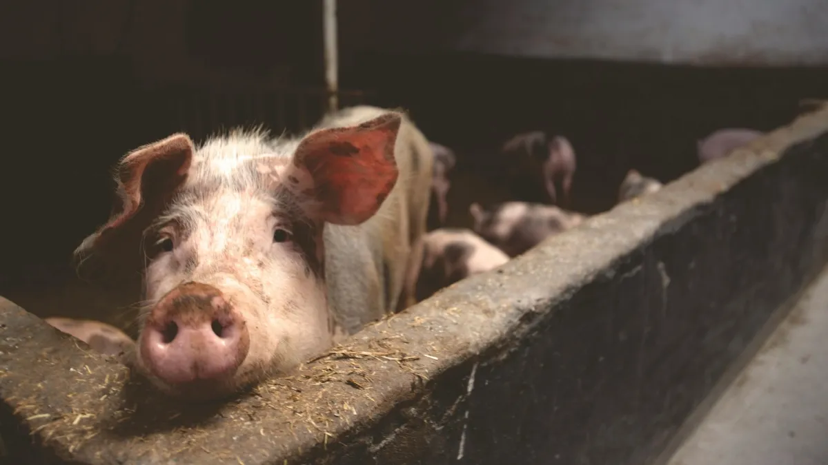 Himachal Pradesh, African swine flu, Himachal Pigs