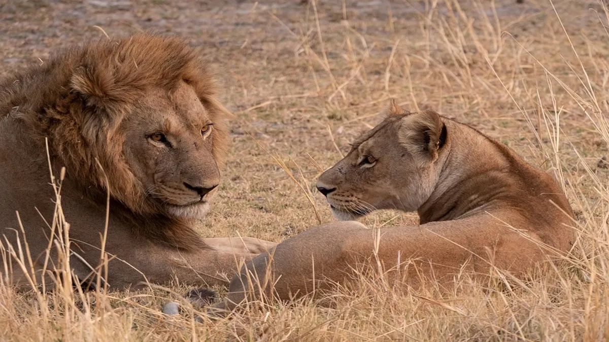 lions in gujarat- India TV Hindi