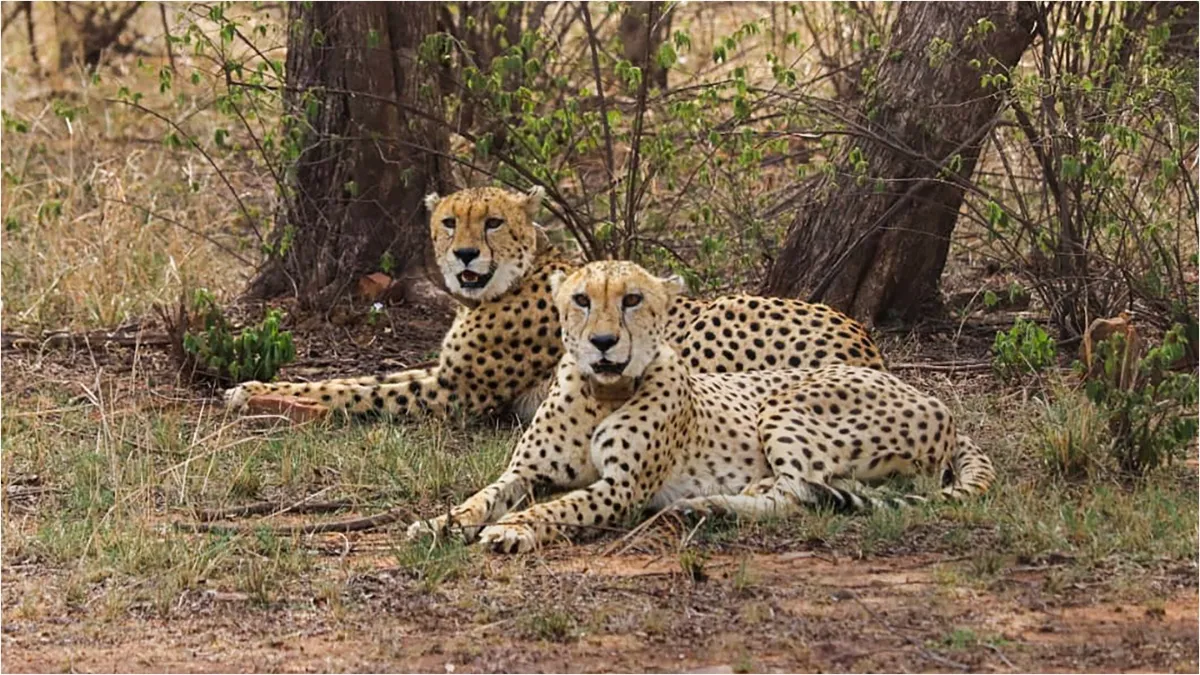 Iran wants to learn cheetah management from India population is declining rapidly revised in RTI