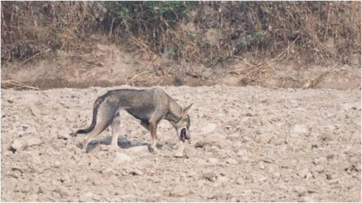 Was the Indian Grey Wolf seen again in Delhi The picture is going viral this animal was seen after 1