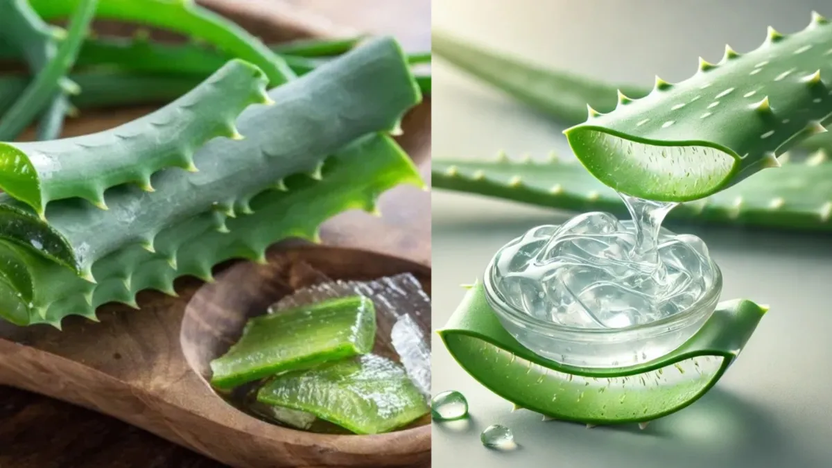 Aloe vera use
