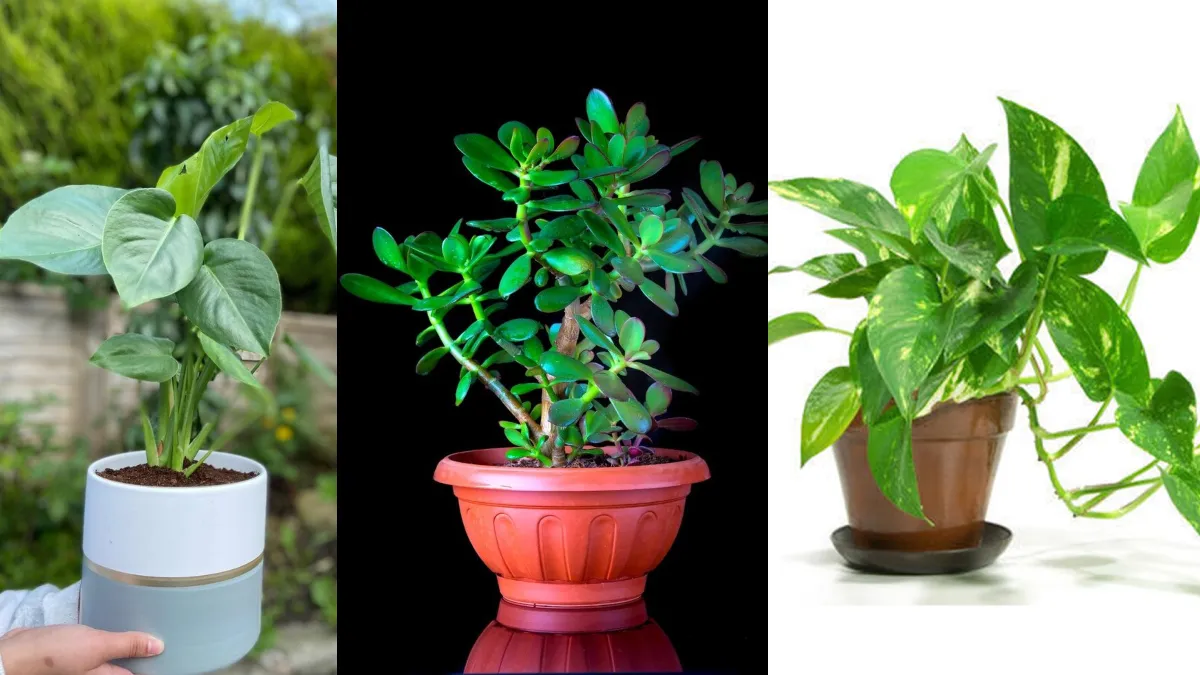 The best plants for summer