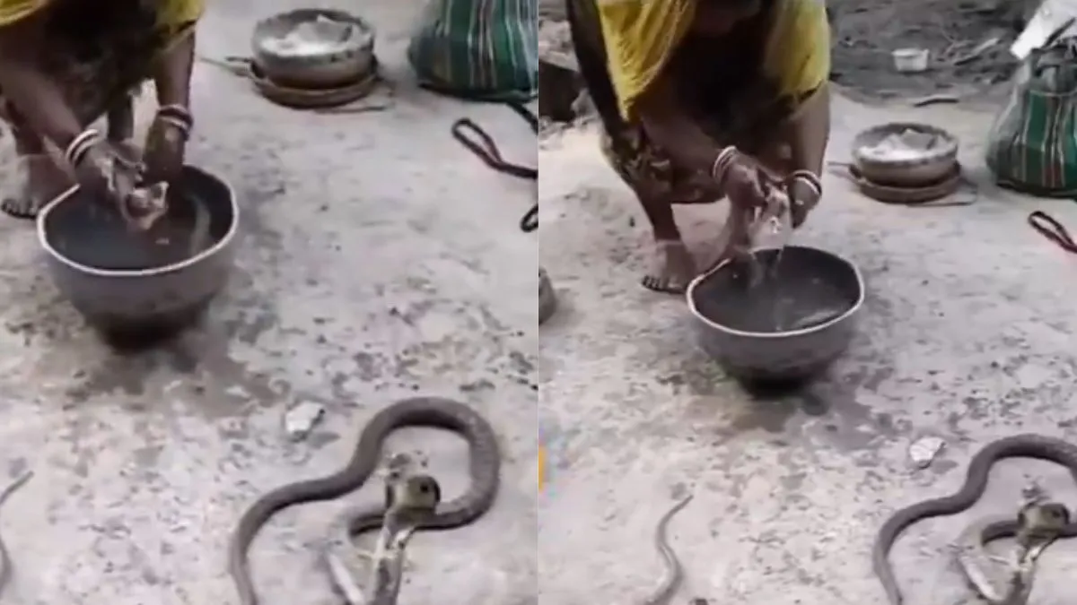 सांपों को नहलाती आंटी- India TV Hindi