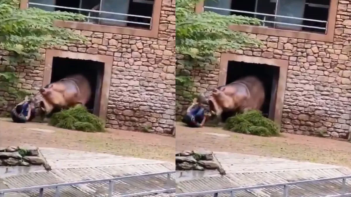 शख्स की तरफ मुंह खोले खड़ा दरियाई घोड़ा- India TV Hindi