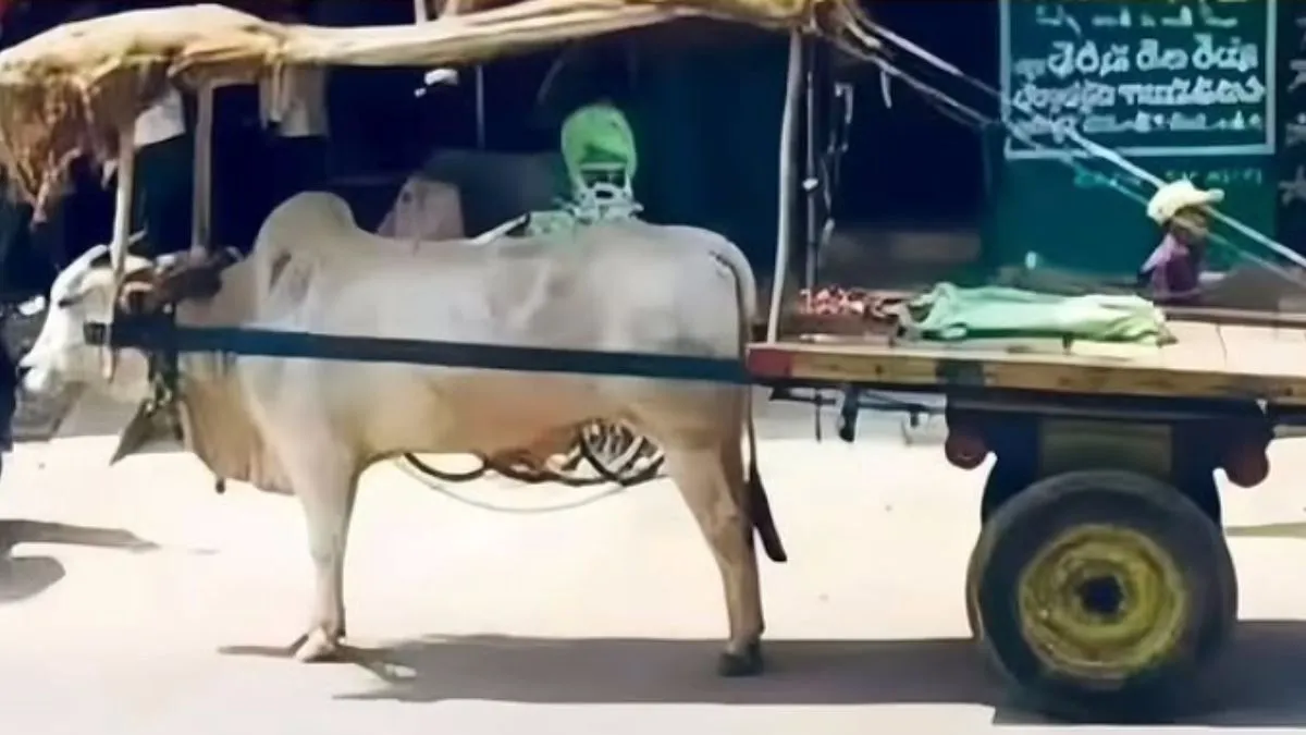 बैलगाड़ी की ये तस्वीर सोशल मीडिया पर हो रही वायरल- India TV Hindi