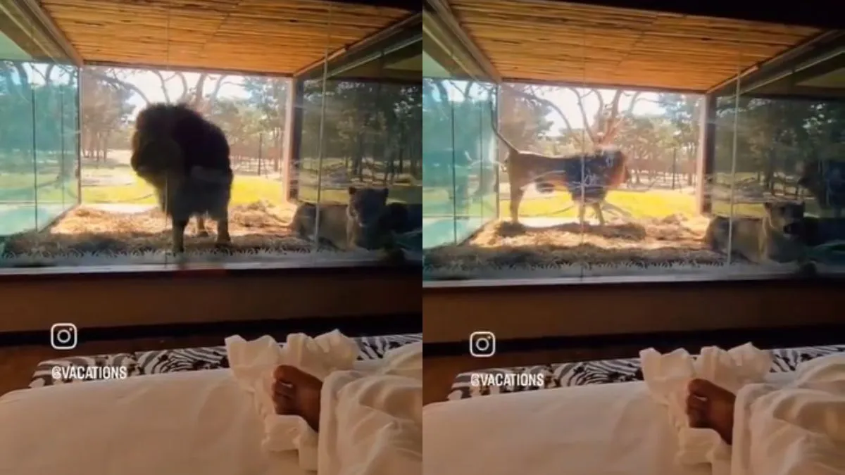 घर के बाहर टहलते हुए शेर- India TV Hindi