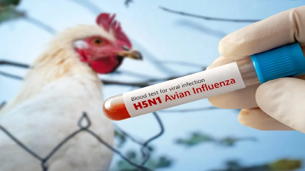 अमेरिका में फैल रहा H5N1...