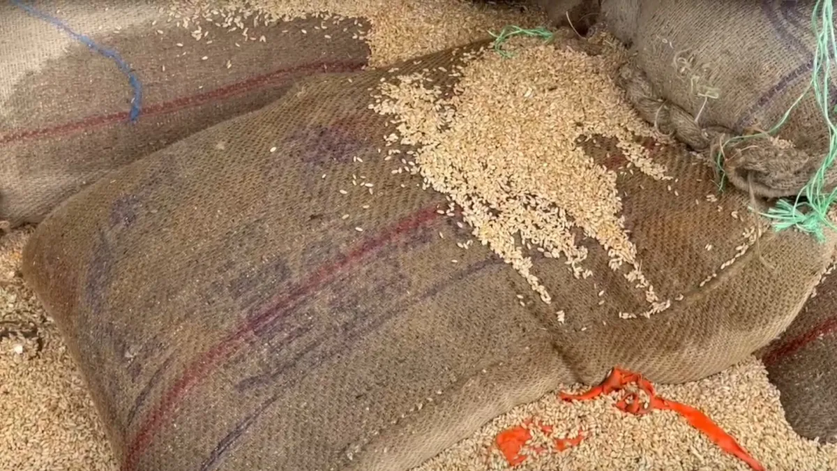 Wheat spoiled in rain- India TV Hindi