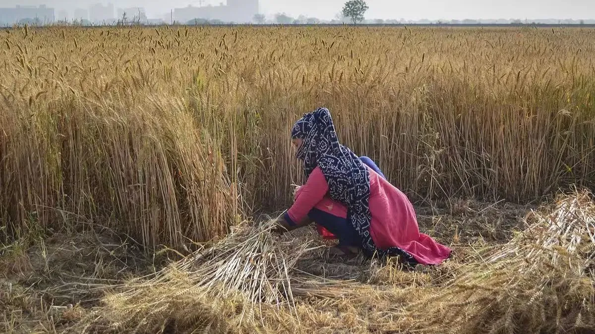 Wheat, Wheat MSP, Wheat Farmers, Farmers, Government Procurement of Wheat, Wheat Price
