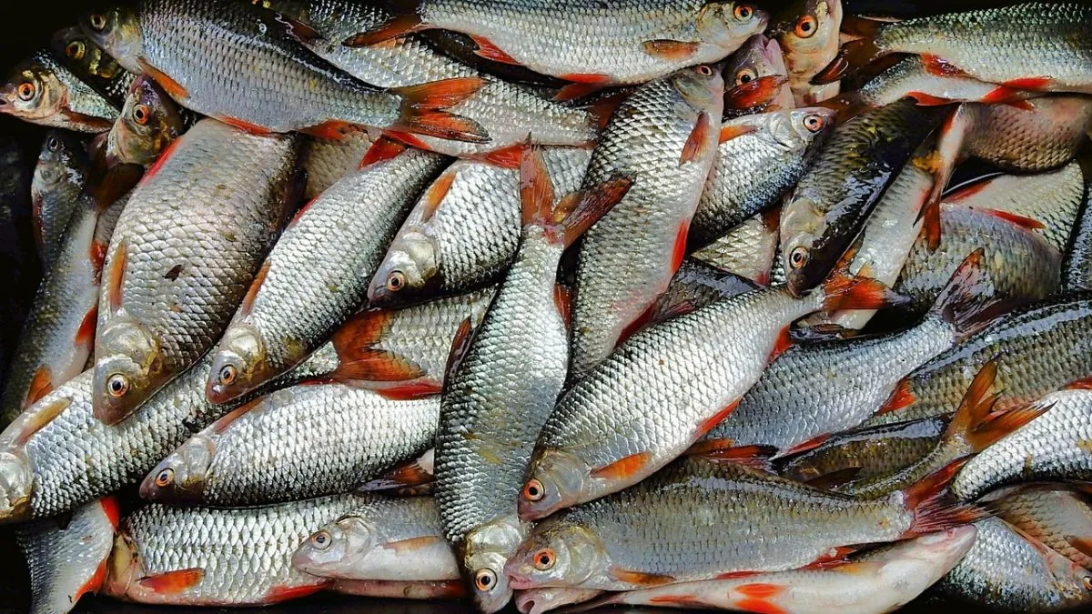 Jharkhand fish farming, abandoned coal mines, coal pit fish farming