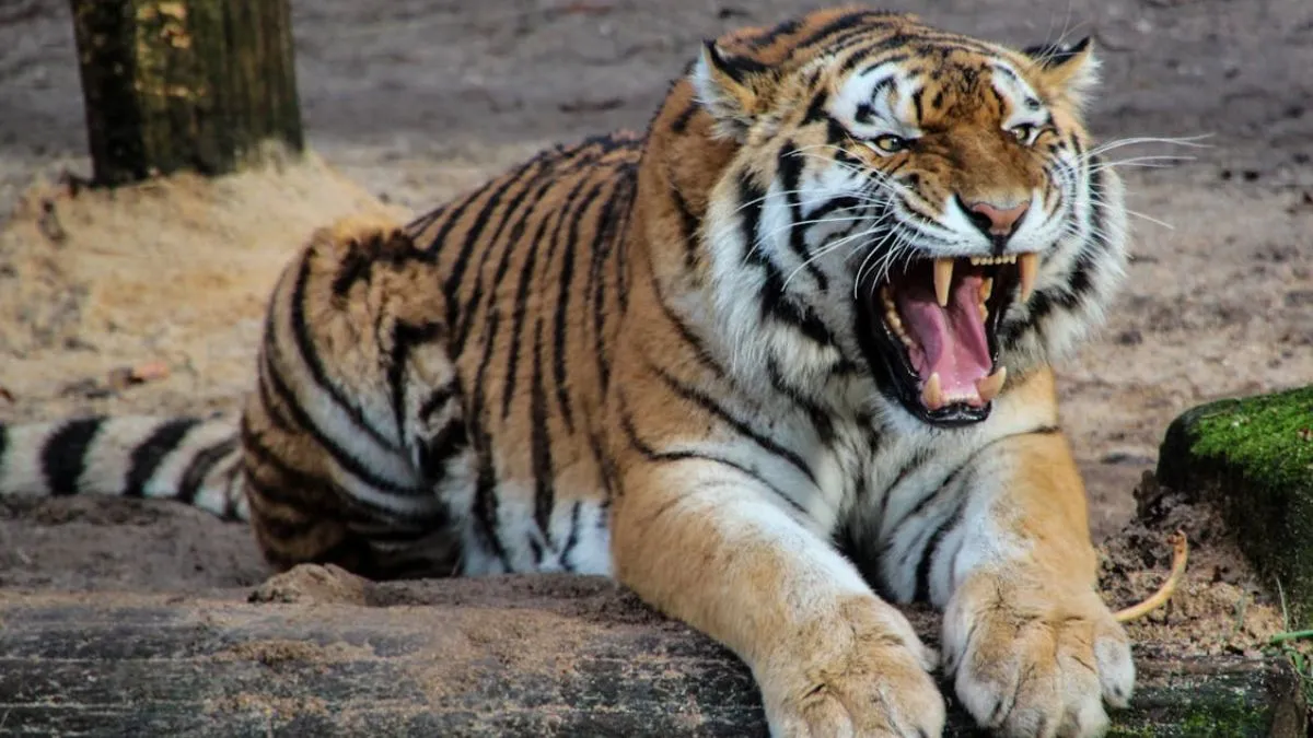 Tiger enters house Jharkhand, Bengal tiger in village- India TV Hindi