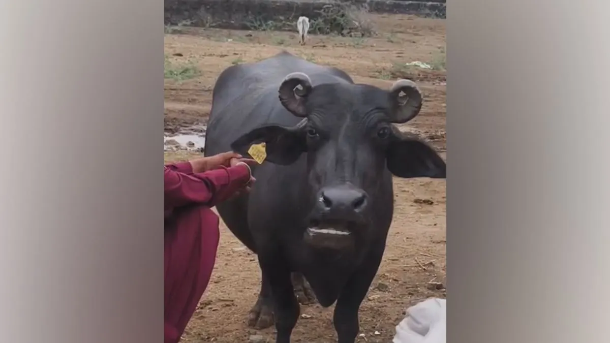 buffalo- India TV Hindi