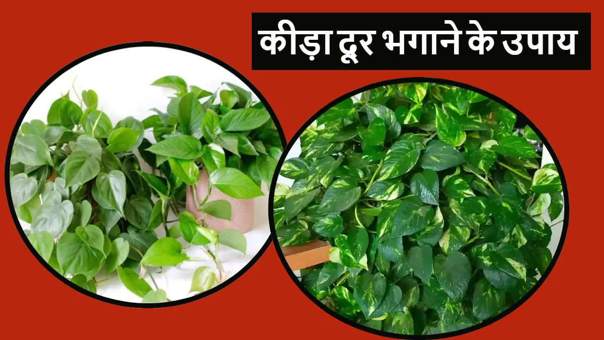 मनी प्लांट से कीड़ा कैसे दूर करें- India TV Hindi