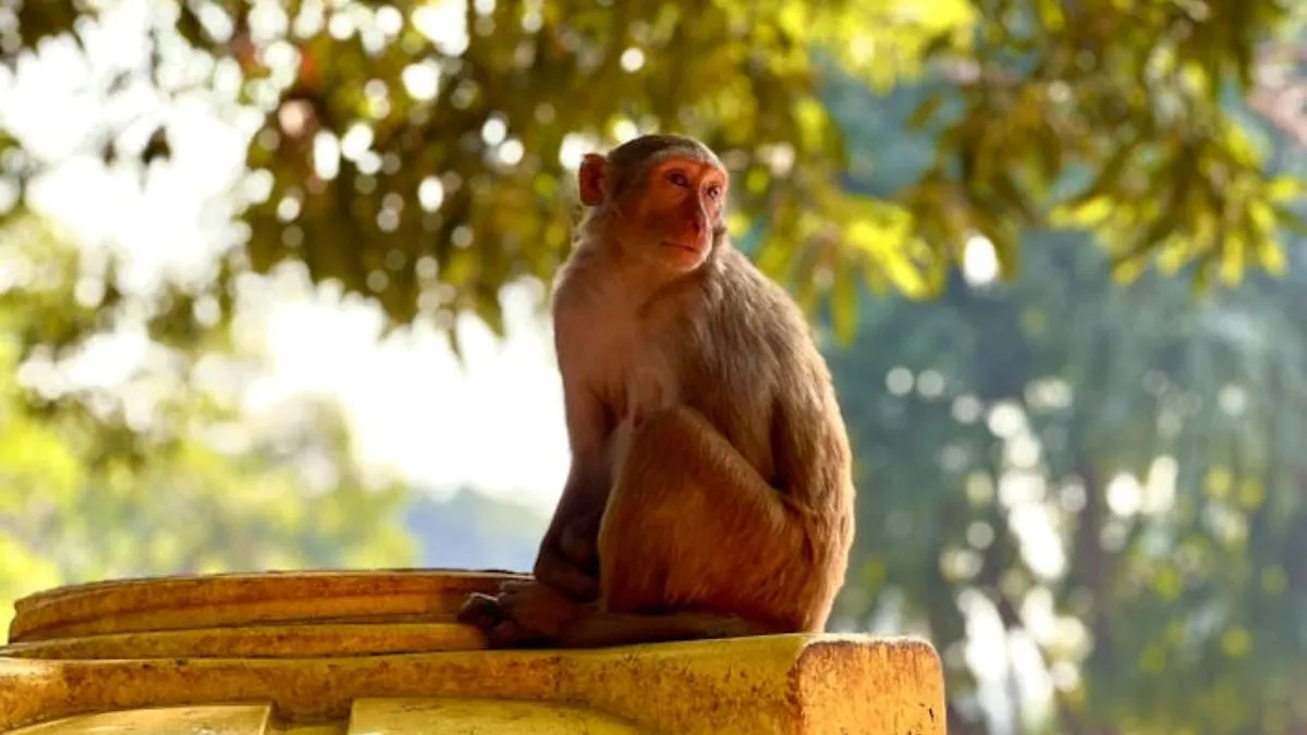 Banke Bihari Temple, Monkey theft, diamond jewelry, Mathura Vrindavan- India TV Hindi