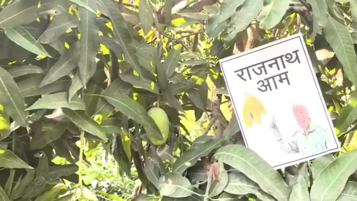 राजनाथ आम- India TV Hindi