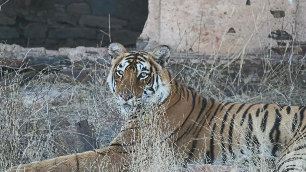 Ranthambore famous tigress Arrowhead dies