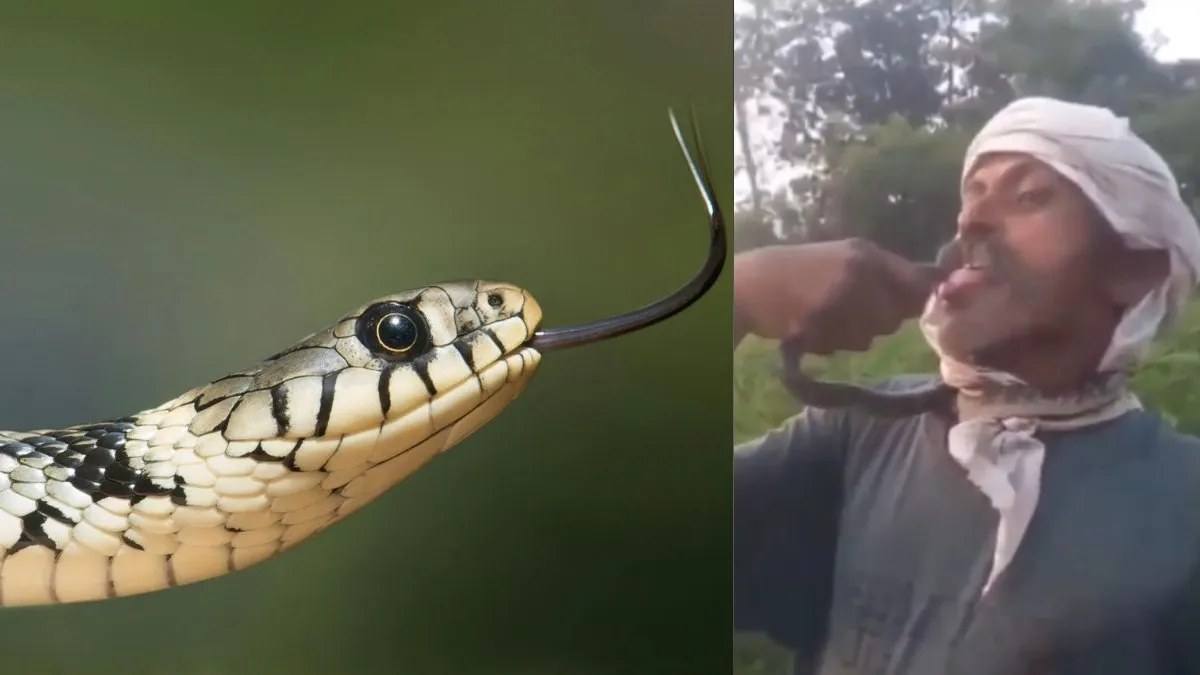 Snake byte during reel making- India TV Hindi