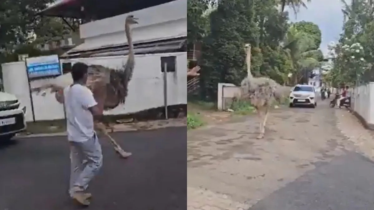 शुतुरमुर्ग को देख लोग बनाने लगे वीडियो- India TV Hindi