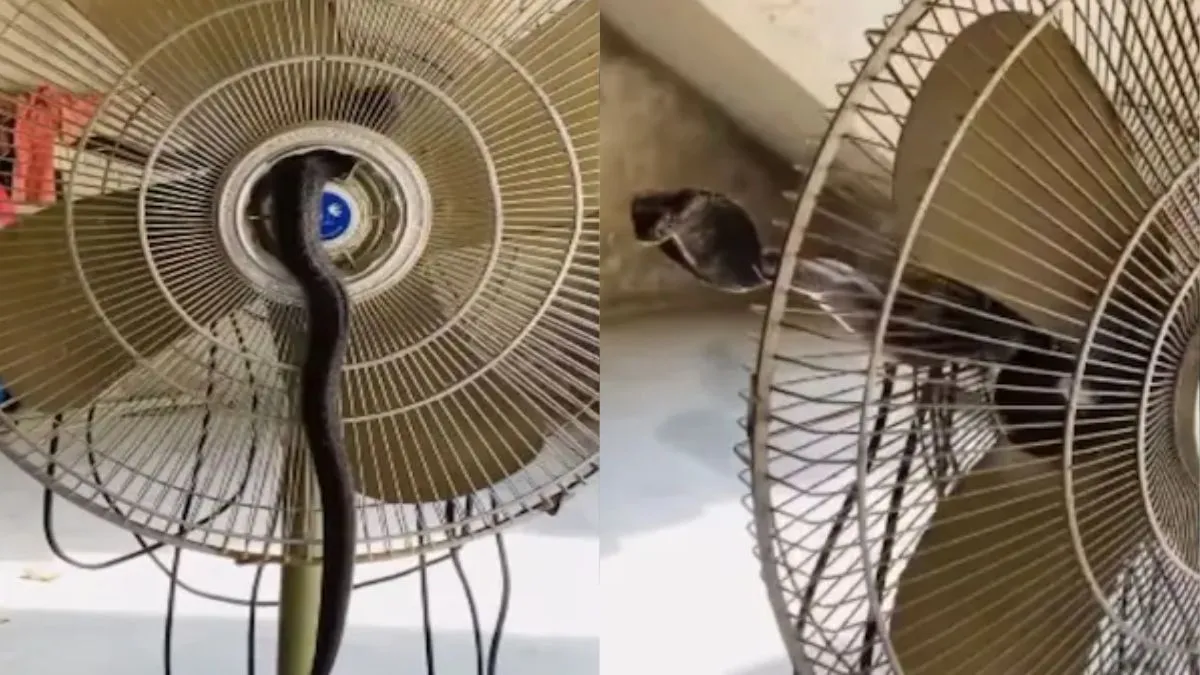 पंखे से लिपटा सांप- India TV Hindi