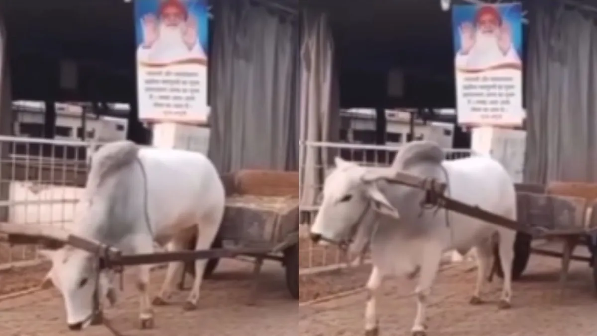 गाड़ी खिंचता बैल- India TV Hindi