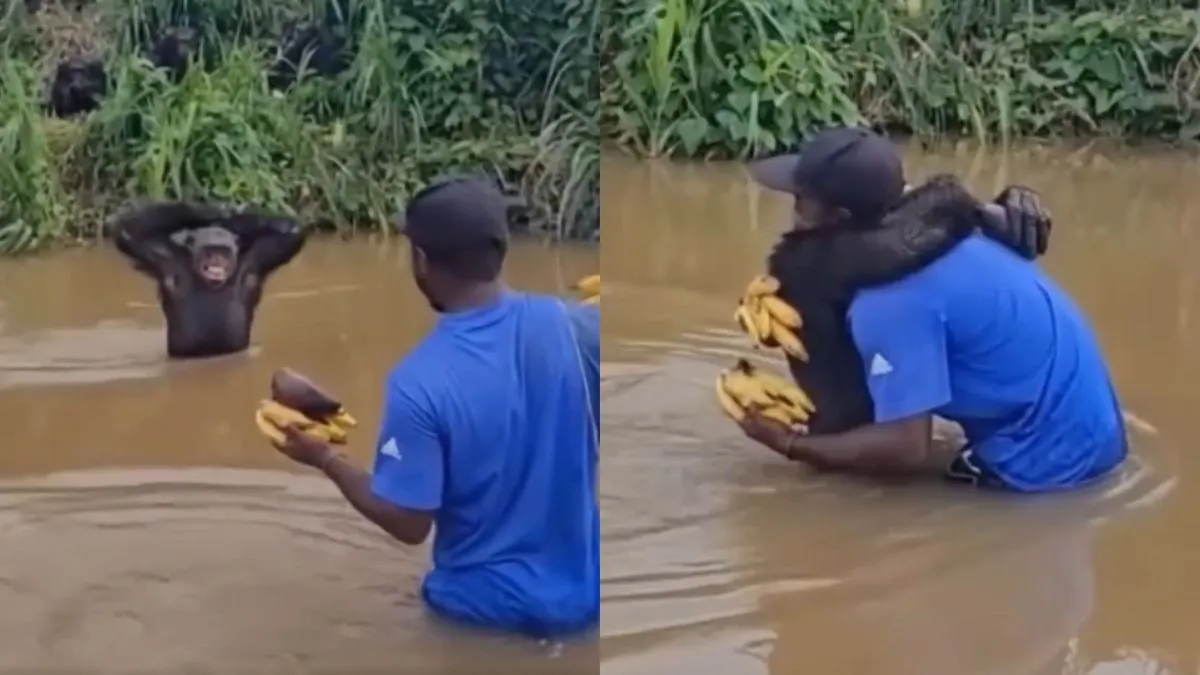 केयरटेकर को देख खुश हुआ चिम्पैंजी