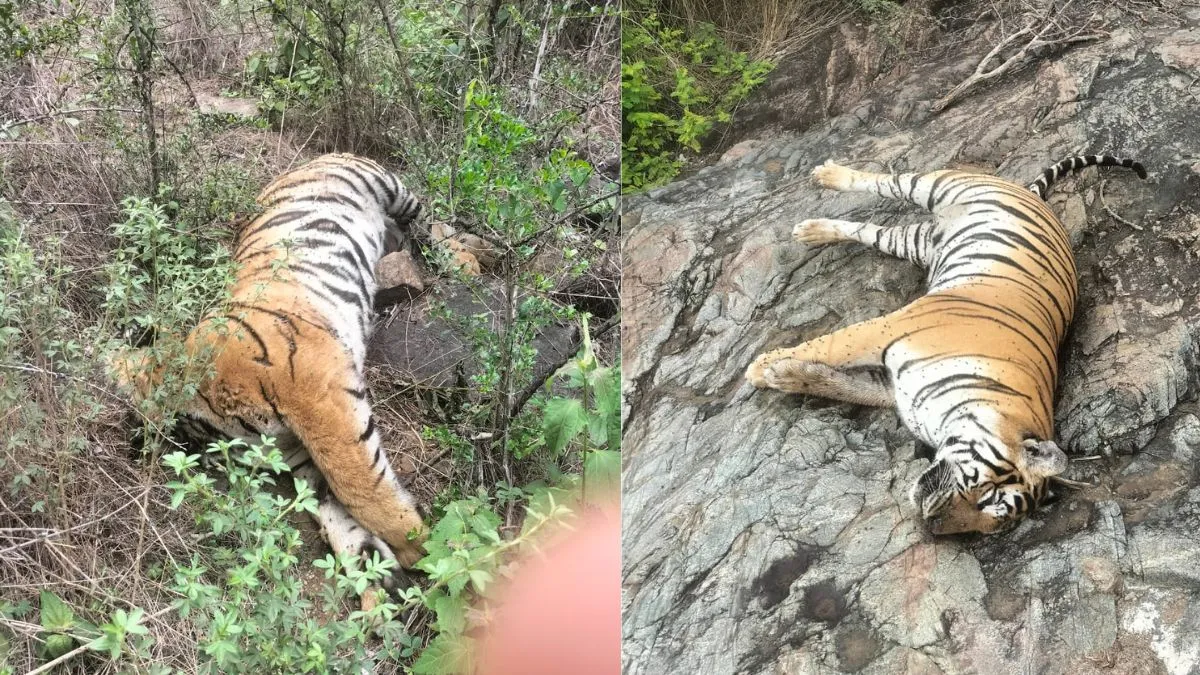 Tiger death- India TV Hindi