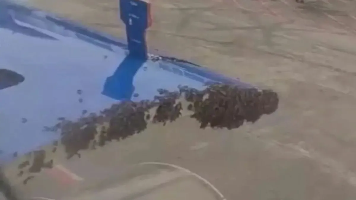 bees