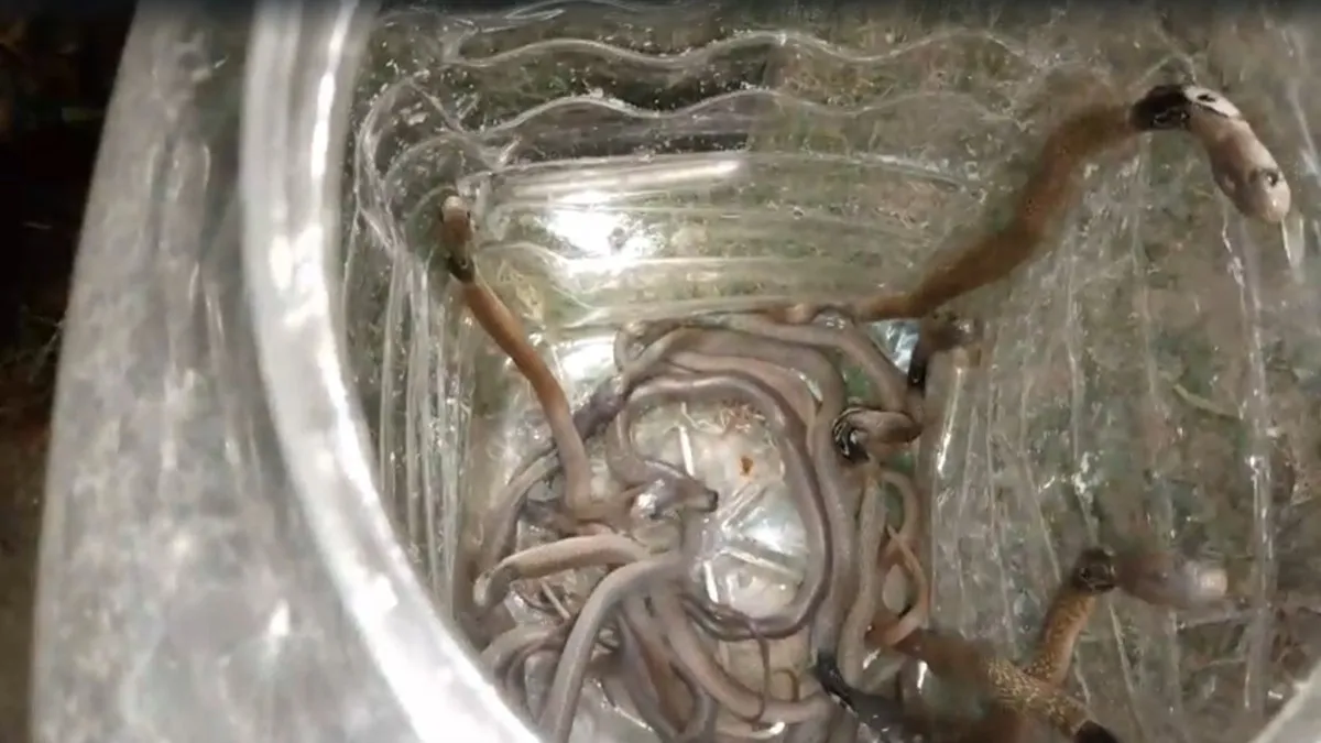 baby cobra snakes in house- India TV Hindi