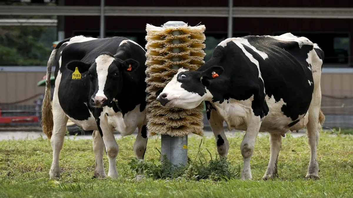 Cow In America- India TV Hindi