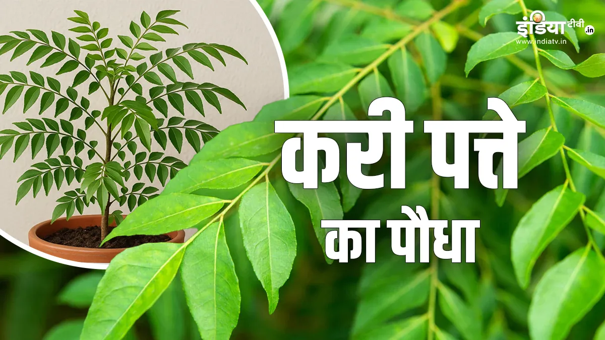 Curry leaf