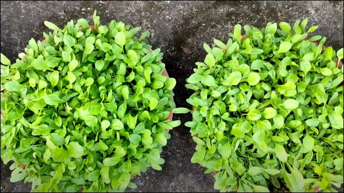 How to grow spinach in pot