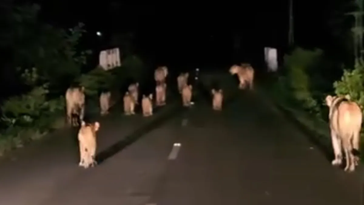 Lions on roads- India TV Hindi