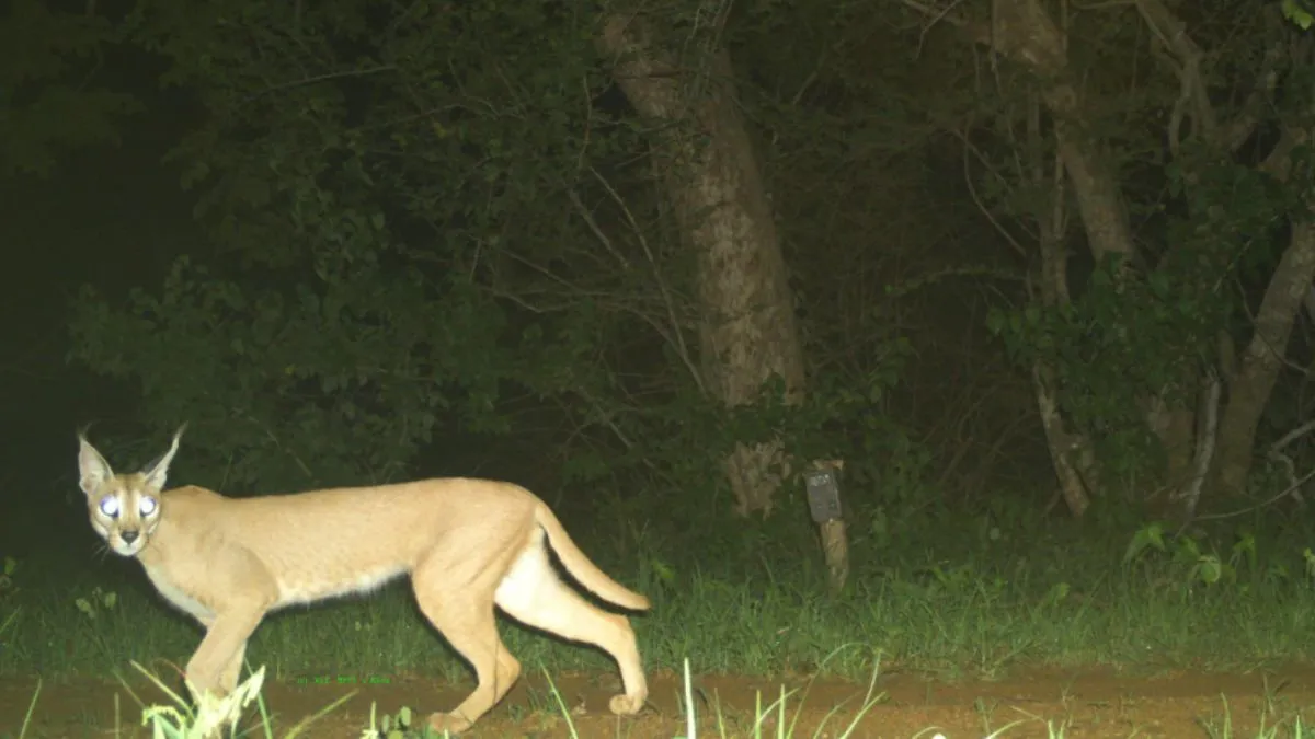 दुर्लभ प्रजाति का...- India TV Hindi