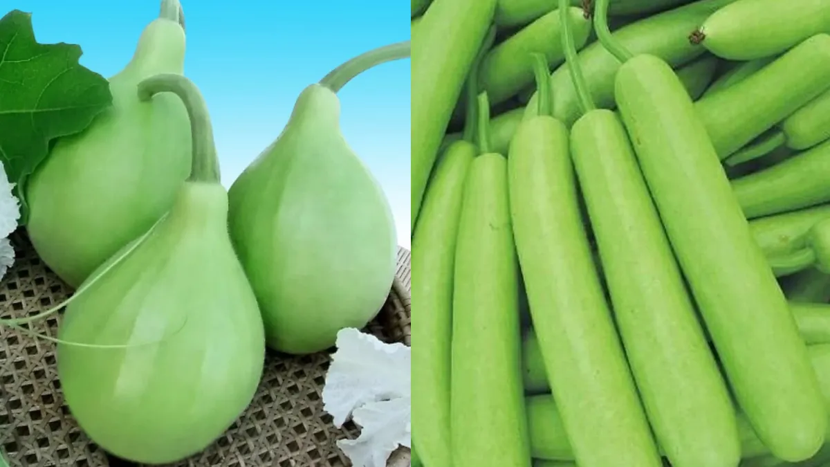 Difference between round and long gourd