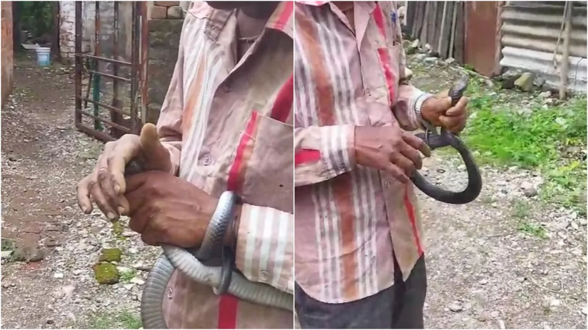 A person was bitten by a cobra snake in Bhopal the patient was admitted to the hospital- India TV Hindi