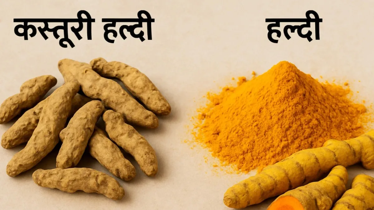 कस्तूरी हल्दी बनाम सामान्य हल्दी