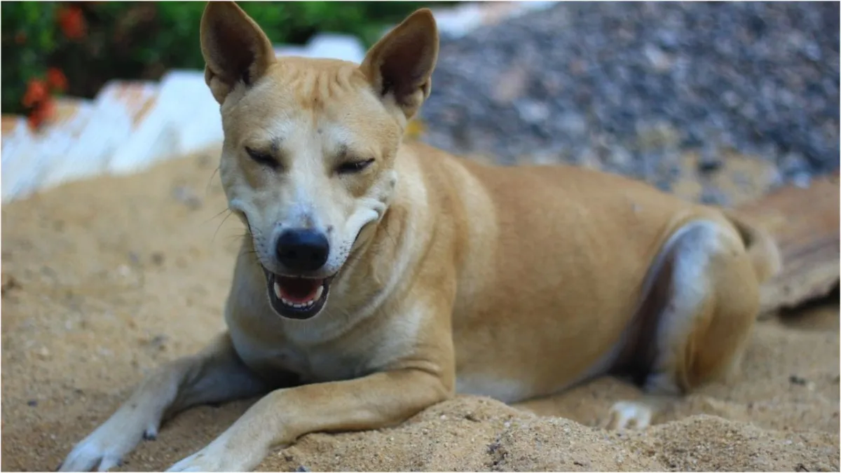stray dogs attacks an old man while going for a walk in Bengaluru he died on being taken to the hosp
