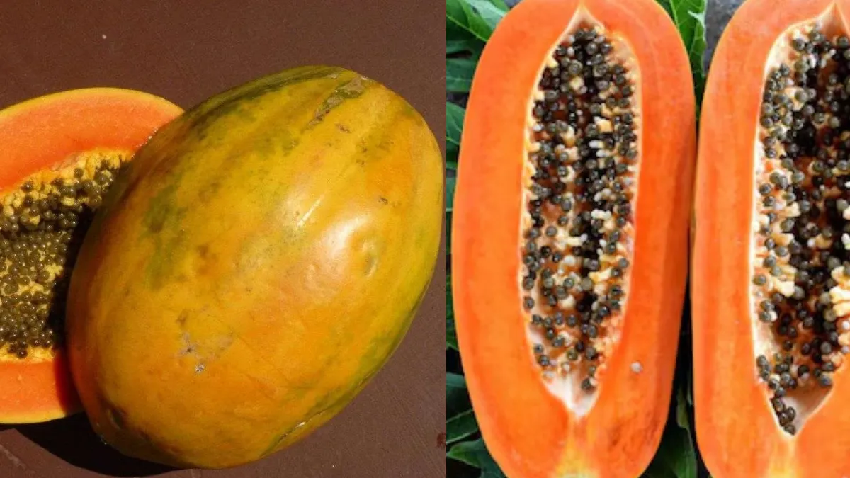 लंबा या गोल कौन सा पपीता मीठा होता है?- India TV Hindi