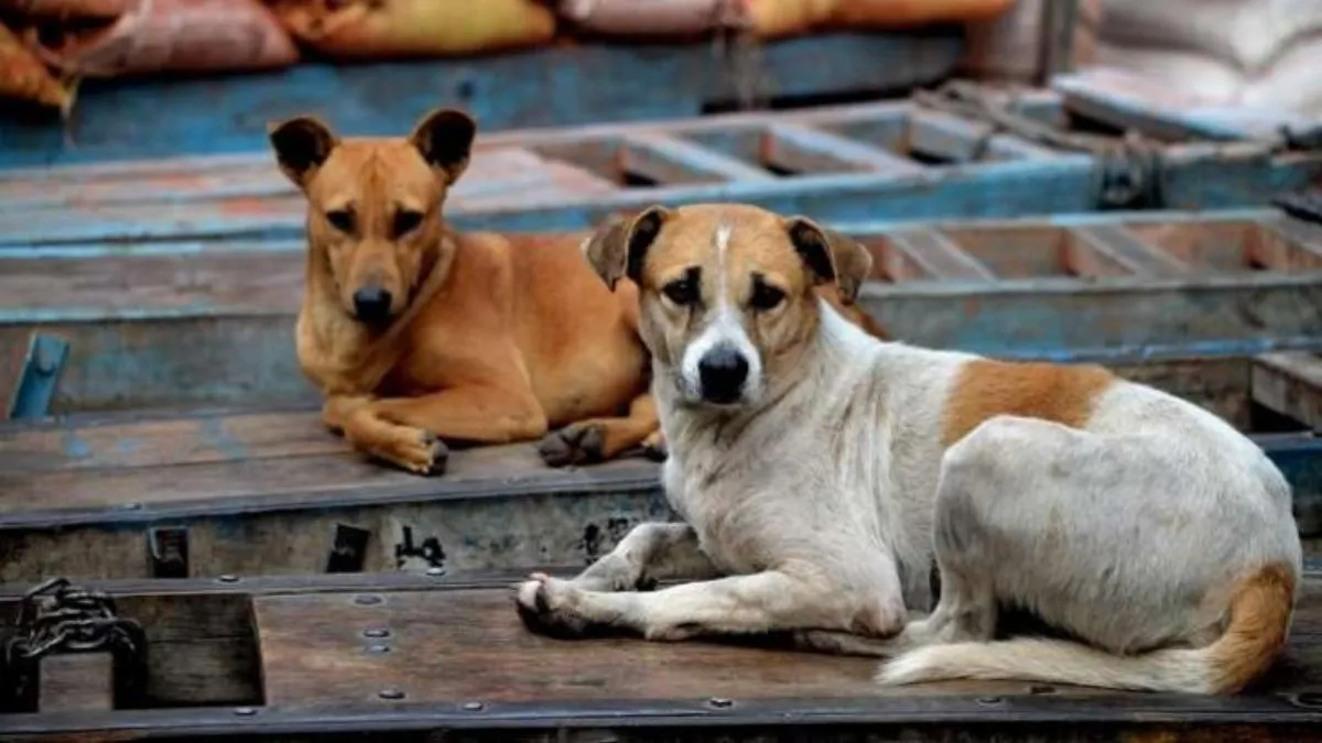 Noida stray dogs, stray dogs, Supreme Court on dog feeding, dog feeding in public