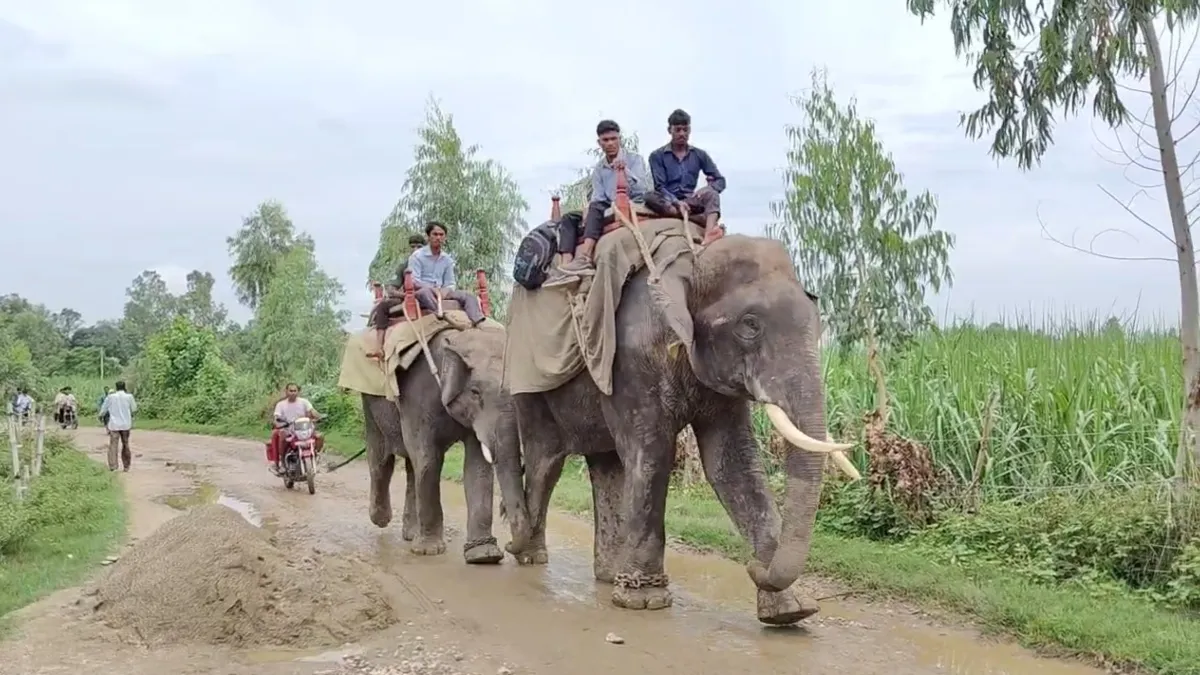 Tiger hunt- India TV Hindi