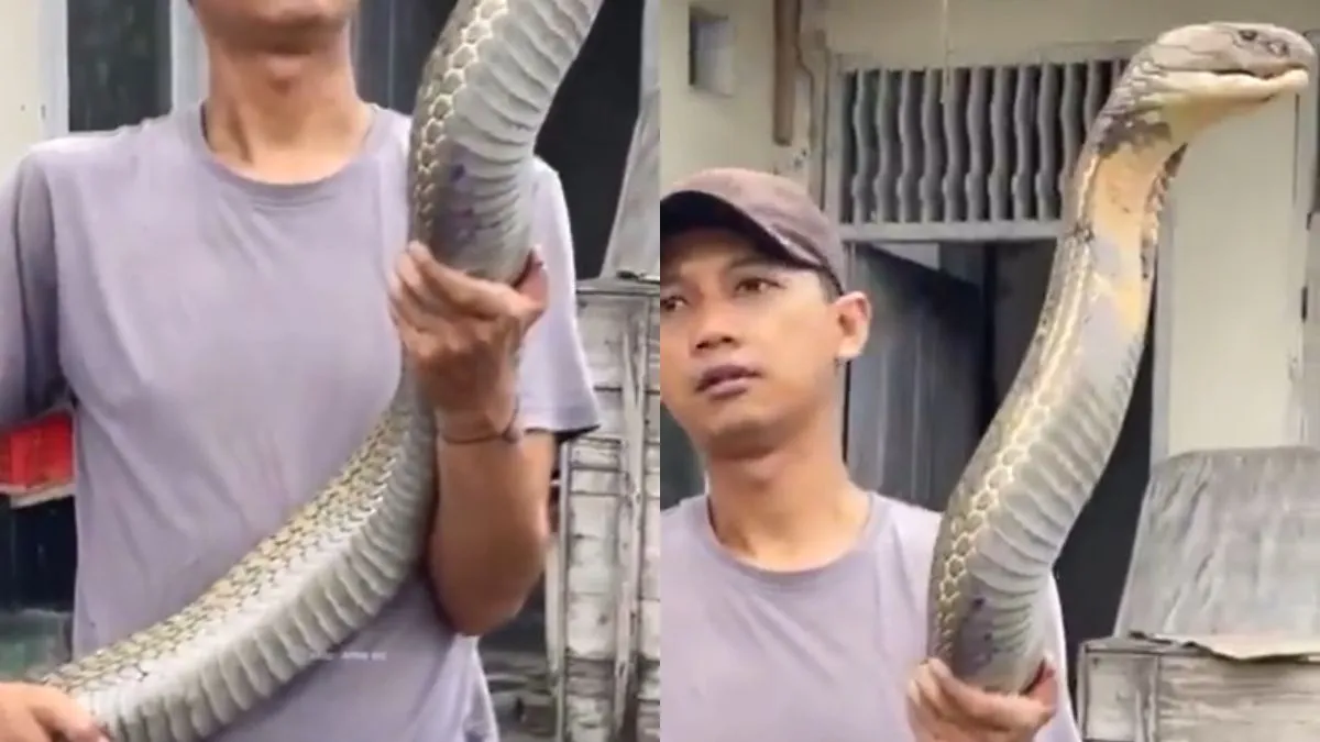 King Cobra