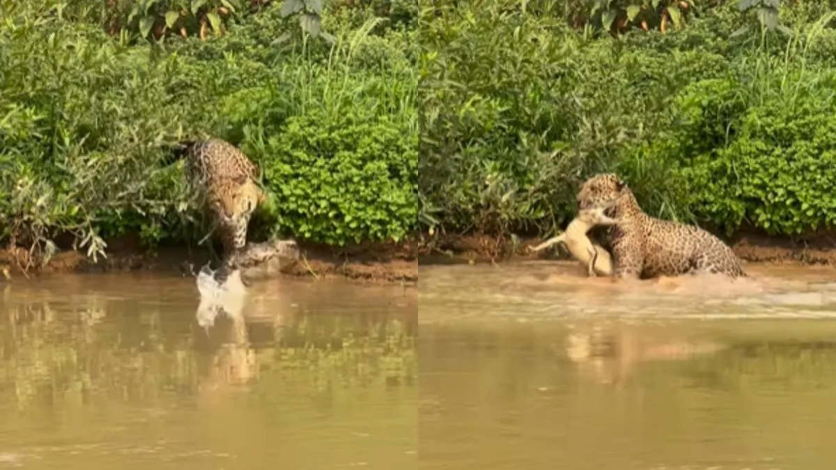 Jaguar, crocodile, wildlife- India TV Hindi