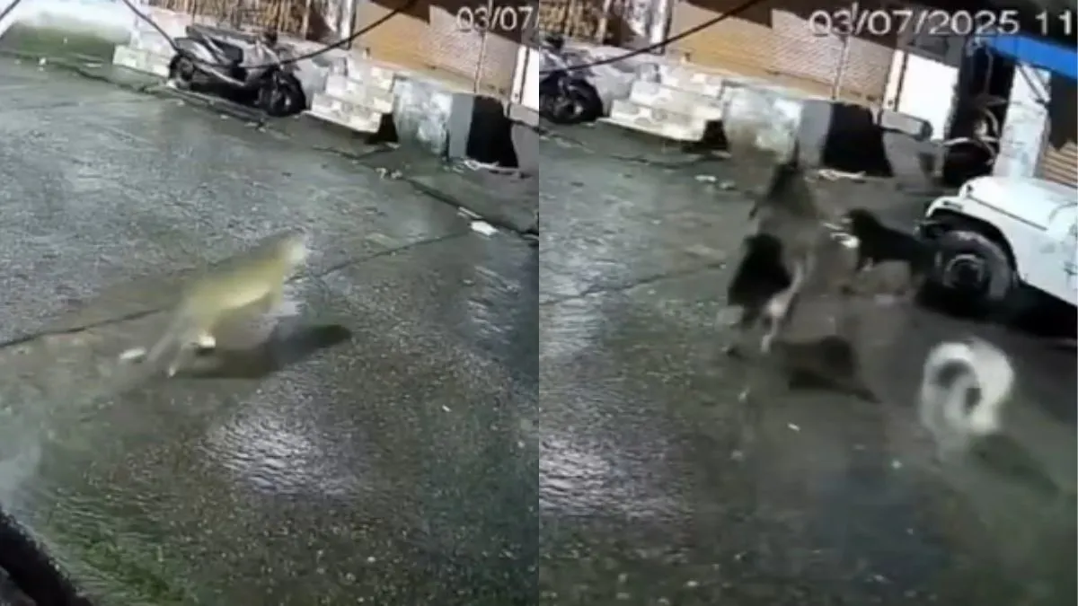 तेंदुए का पीछा करते हुए कुत्ते- India TV Hindi