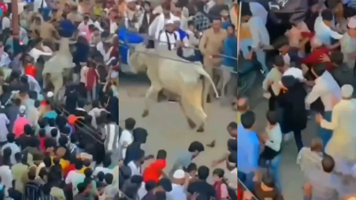 संभल में चेहल्लूम जुलूस में घुसा सांड- India TV Hindi