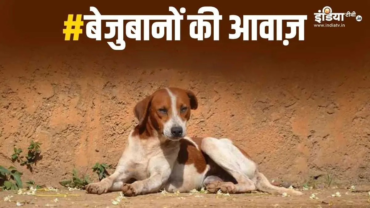 Street Dogs- India TV Hindi