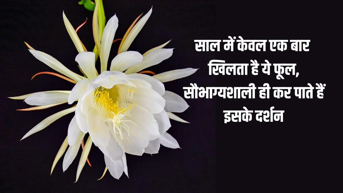 brahma kamal Plant- India TV Hindi