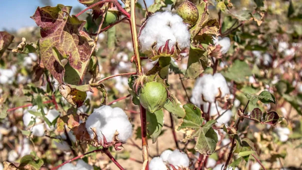 cotton, raw cotton, custom duty, aidc- India TV Paisa